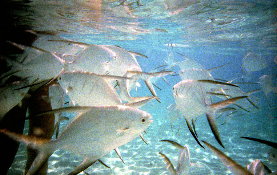 Appareil photo étanche Canon AS-6 avec étui et rouleau de film